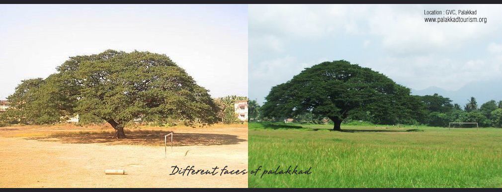 Palakkad banner